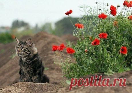 Приложение &quot;Открытки&quot;
Светлана Викторовна