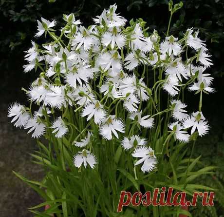 Поводник лучистый — Habenaria radiata Spreng.(синоним - Pecteilis radiata) - наземная орхидея, широко распространённая на островах Японии. Ее часто называют Орхидеей Белой Цапли. Цветок красивый и крупный (около 2,5 см) жемчужно-белый с широкой тяжелой бахромчатой губой, напоминающей летящую белую цаплю.Это листопадные орхидеи, которые после цветения погружаются в состояние покоя. При этом у них отмирает вся наземная часть растения, остаётся лишь мясистый клубень-бульба.