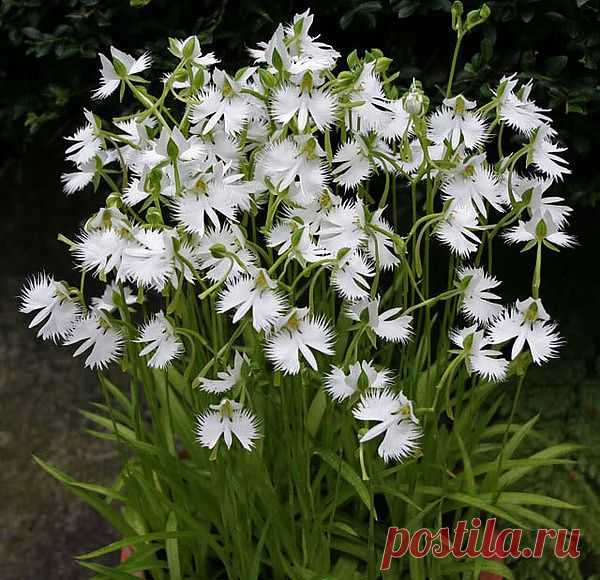 Поводник лучистый — Habenaria radiata Spreng.(синоним - Pecteilis radiata) - наземная орхидея, широко распространённая на островах Японии. Ее часто называют Орхидеей Белой Цапли. Цветок красивый и крупный (около 2,5 см) жемчужно-белый с широкой тяжелой бахромчатой губой, напоминающей летящую белую цаплю.Это листопадные орхидеи, которые после цветения погружаются в состояние покоя. При этом у них отмирает вся наземная часть растения, остаётся лишь мясистый клубень-бульба.