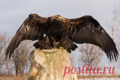 Google+