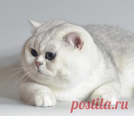 У меня просто кость пушистая