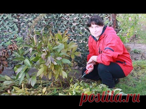 Обрезка пионов осенью(видео-урок).