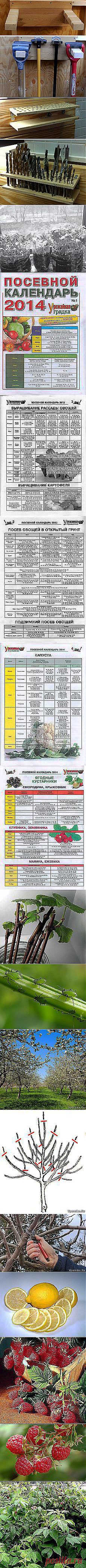 Александр Белугин: Сад и огород | Постила.ru