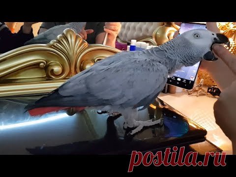 Попугай матершинник матерится на кота