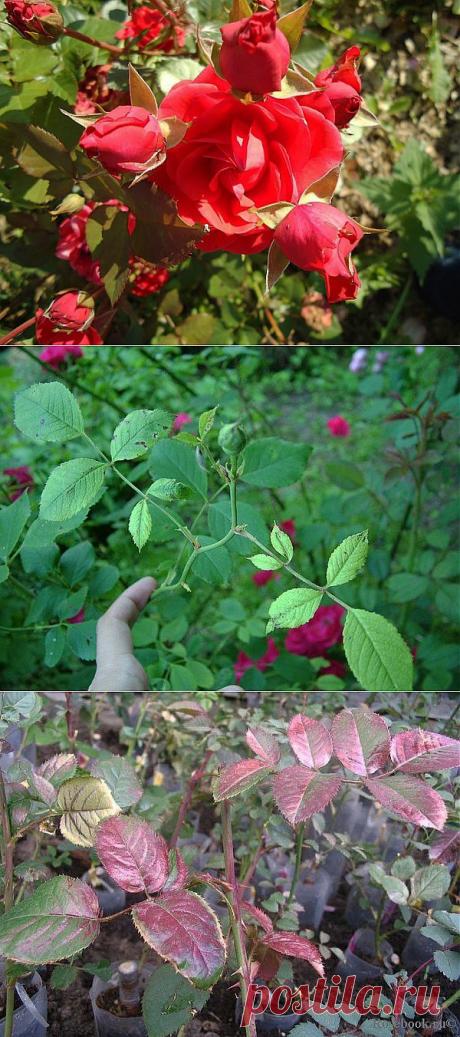 ОПРЕДЕЛИТЕЛЬ НЕДОСТАТКА ПИТАНИЯ РОЗ.