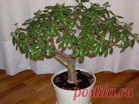 Крассула (Денежное дерево или Толстянка) - виды, фото и названия