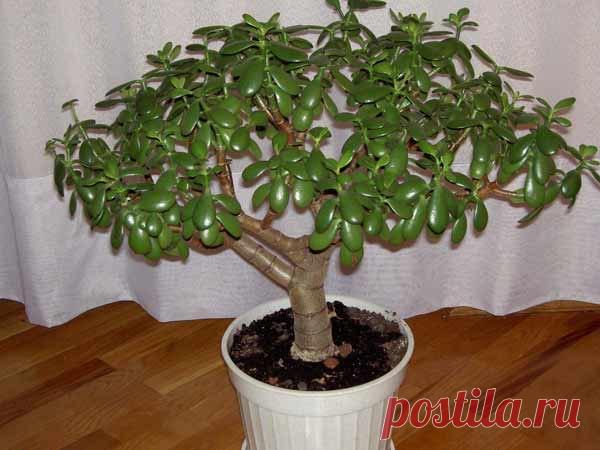 Крассула (Денежное дерево или Толстянка) - виды, фото и названия