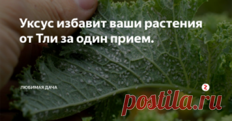Уксус избавит ваши растения от Тли за один прием. Тля является одним из самых вредных вредителей для огурцов, помидоров, смородины и тд. Она уничтожить способна все наши труды в огороде и саду если с ней не бороться. Эта маленькая букашка особенно сильно развивается если на участке много муравейников, ведь муравьи специально растаскивают тлю по растениям, что бы она высасывала соки из растений и в тоже время выделяла сладкую жидкость ради которой