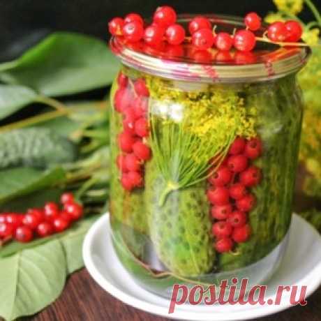 Как вкусно замариновать огурцы с красной смородиной