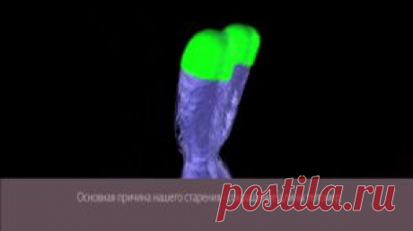 Ключи от старения спрятаны в ДНК. | Блог Семена Киракосян.