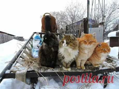 Сибирская братва ...