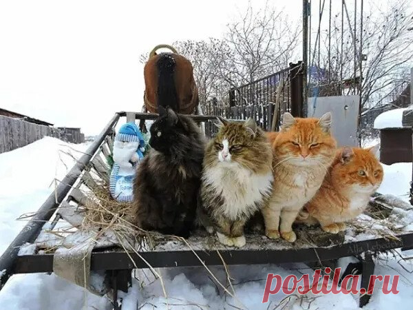 Сибирская братва ...