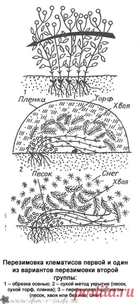 После того как сделала это, мои клематисы стали отлично зимовать! Делюсь секретом. Ухаживать нужно правильно.