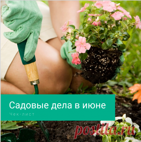 Список самых важных садовых дел в июне. Не пропустите! | Маскот Сад. Интересно о современном садоводстве | Дзен
