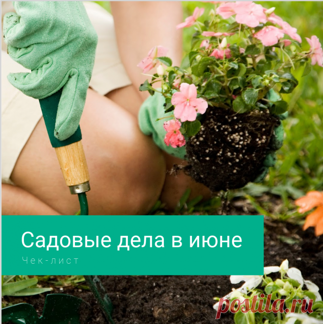 Список самых важных садовых дел в июне. Не пропустите! | Маскот Сад. Интересно о современном садоводстве | Дзен