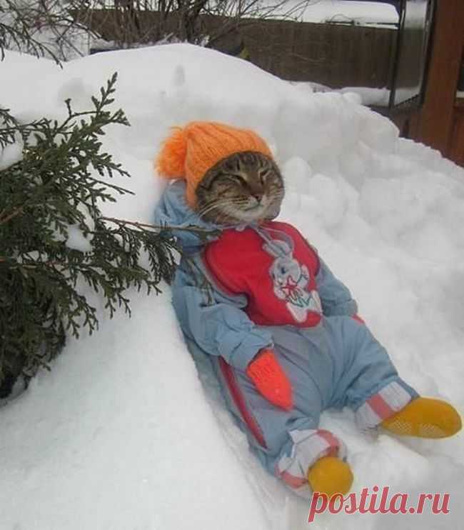 20 животных, которые готовы к зиме