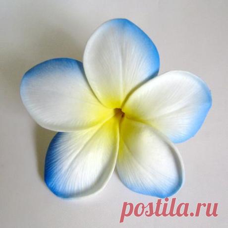 франжипани...: 32 тыс изображений найдено в Яндекс.Картинках