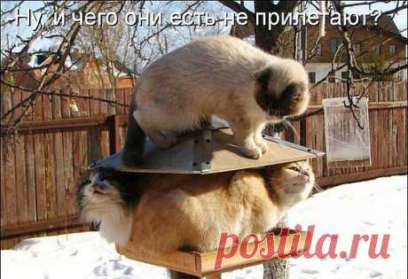 Ну что, кушать не прилетают ?