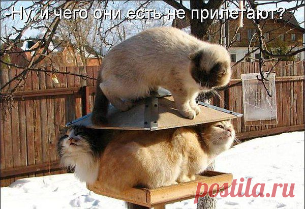 Ну что, кушать не прилетают ?