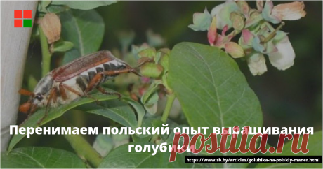 Перенимаем польский опыт выращивания голубики Советы фермера Сташевского 	Поляки — признанные законодатели садовой моды. Голубику высокорослую (или канадскую) они выращивали еще до Второй мировой войны. Но широкие и систематические научные исследования начали проводить только в начале 1970-х годов. Сегодня в Польше не только набирают размах...