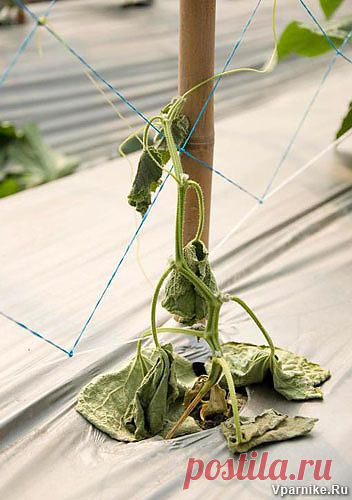 Способы снижения вредоносности корневых гнилей у огурцов | vparnike.ru