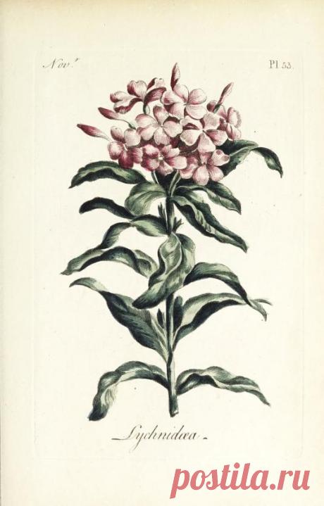 The florist : containing sixty plates of the most beautiful flowers regularly dispos'd in their succession of blowing : to which is added an accurate description of their colours, with instructions for drawing & painting them according to nature : being a new work intended for the use & amusement of gentlemen and ladies delighting in that art : Free Download, Borrow, and Streaming : Internet Archive