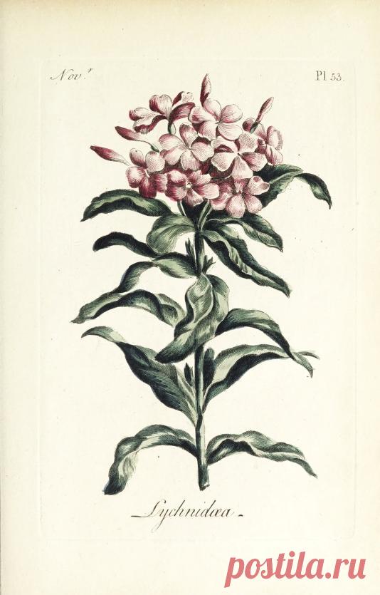 The florist : containing sixty plates of the most beautiful flowers regularly dispos'd in their succession of blowing : to which is added an accurate description of their colours, with instructions for drawing & painting them according to nature : being a new work intended for the use & amusement of gentlemen and ladies delighting in that art : Free Download, Borrow, and Streaming : Internet Archive