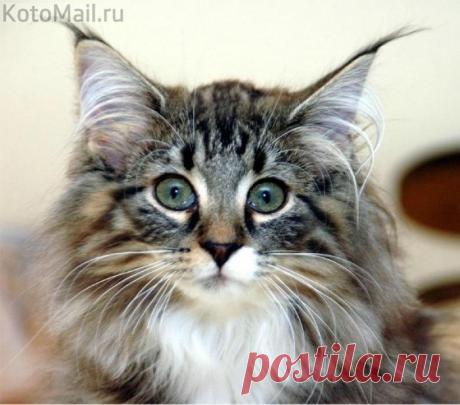 У моей любви зелёные глаза.