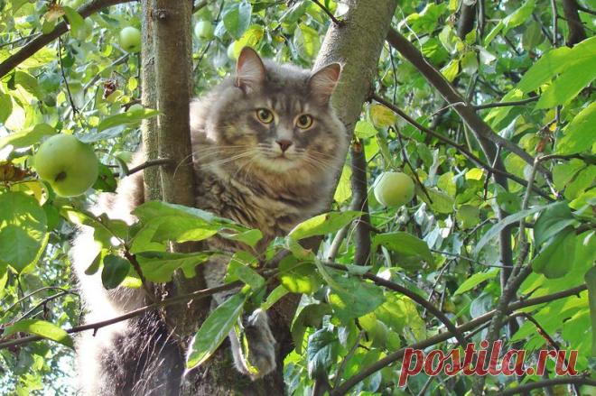 кот / Поиск по тегам / CATFOTO.COM фотографии кошек и котят, дикие кошки, блоги любителей кошек