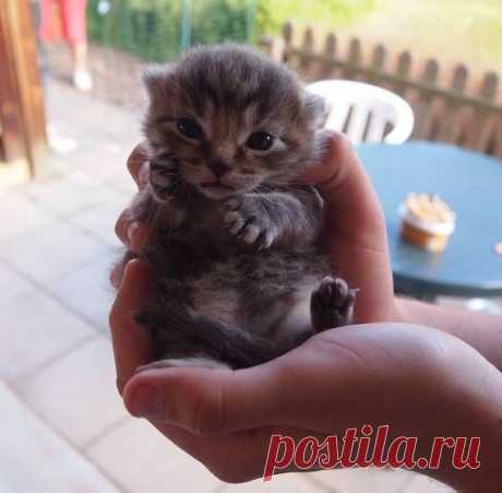 (90) Ната Холендро