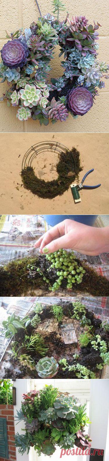 Живой венок из суккулентов | Самоцветик