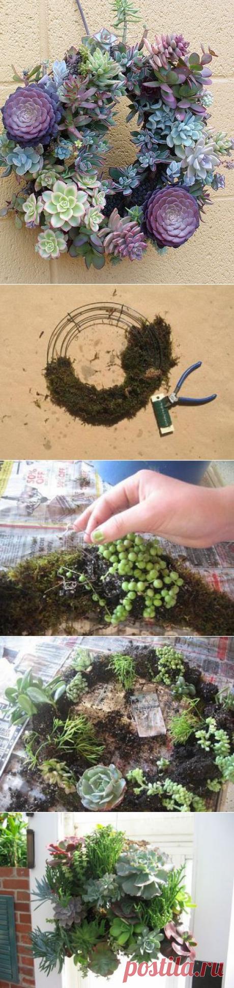 Живой венок из суккулентов | Самоцветик
