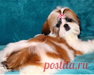 Щенки ши-тцу - Купить щенка ши-тцу Москва - Питомник ши-тцу  Чесвет Лайн , Москва - щенки ши-тцу