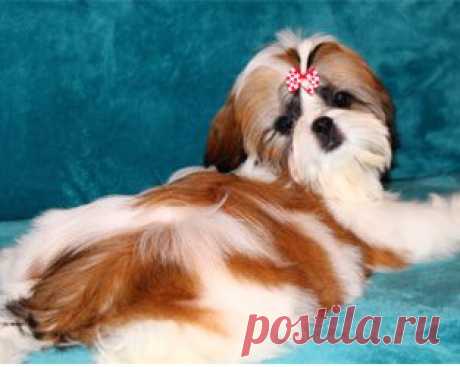 Щенки ши-тцу - Купить щенка ши-тцу Москва - Питомник ши-тцу  Чесвет Лайн , Москва - щенки ши-тцу