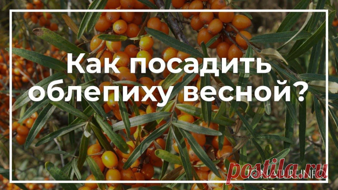 Как посадить облепиху весной сад и огород Всё про чистку вещей, дома и офиса. Как почистить квартиру, машину, золото, серебро, дом, мех, зеркало и многое другое...