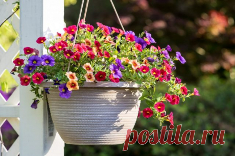 Калибрахоа (Calibrachoa)