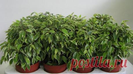Фи́кус Бе́нджамина (лат. Ficus benjamina) — вид растений из рода Фикус семейства Тутовые (Moraceae). Вечнозеленое дерево или кустарник, в дикой природе вырастает до 25 м в высоту. Распространён в Индии, Китае, Юго-Восточной Азии, на Филиппинах, на севере Австралии. 
Назван Бенджамина в честь выдающегося британского ботаника Бенджамина Дейдон Джексона