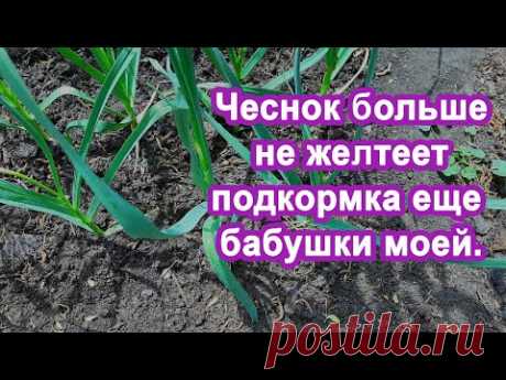 Бабушка под Чеснок вливала Этот "Раствор" Чеснока в 2 раза больше, кончики чеснока не желтели. Опыт.