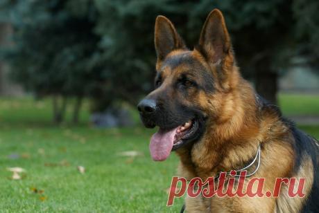 Drago von Langenbungert, питомник Рахимжан. 
SG 24 SIEGERSCHAU, VA-1 (KZ) - «отборное отлично-1», 2-х кратный победитель монопородных выставок в г. Алматы, 2хЛПП, САС, КЧК, 2хЛК
Фото - Позднякова Михаила.