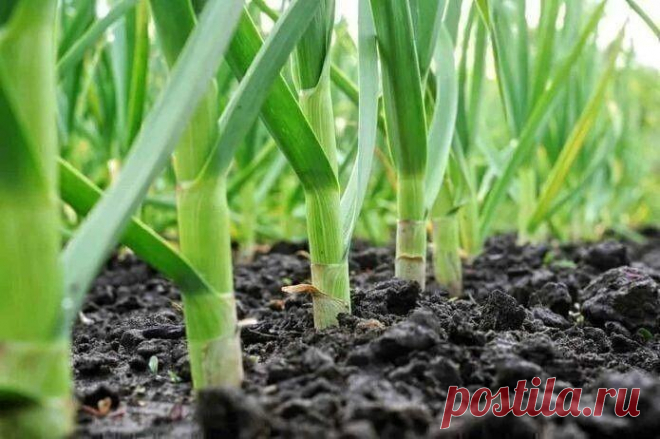 ЧЕМ ПОДКОРМИТЬ ЧЕСНОК, ЧТОБЫ ОН РОС КРУПНЫМ И НЕ ЖЕЛТЕЛ
