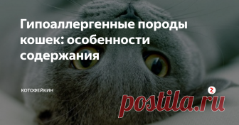 Гипоаллергенные породы кошек: особенности содержания Кошки в нашей жизни настолько прижились, что мы уже не представляем себе жизнь без них. Даже если питомица капризная, вредная и чрезмерно приносит хлопот, мы ее все равно обожаем и ни за что не расстанемся. Каждый владелец словно прирастает сердцем к этим пушистым комочкам. И расставаться с нашими любимцами крайне тяжело.