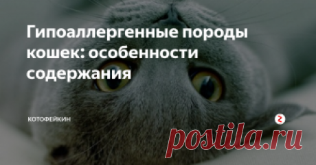 Гипоаллергенные породы кошек: особенности содержания Кошки в нашей жизни настолько прижились, что мы уже не представляем себе жизнь без них. Даже если питомица капризная, вредная и чрезмерно приносит хлопот, мы ее все равно обожаем и ни за что не расстанемся. Каждый владелец словно прирастает сердцем к этим пушистым комочкам. И расставаться с нашими любимцами крайне тяжело.