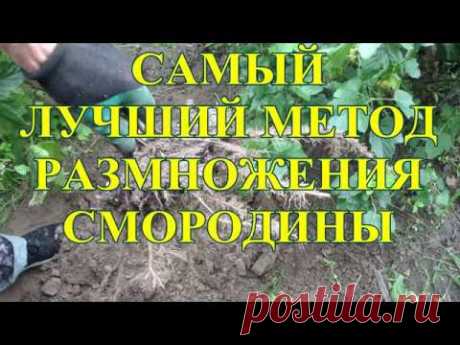 РАЗМНОЖЕНИЕ СМОРОДИНЫ В ИЮЛЕ. Самый отличный способ.