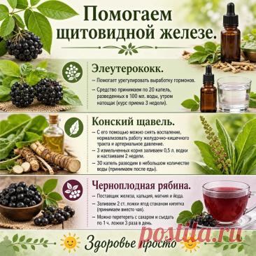 Помогаем щитовидной железе