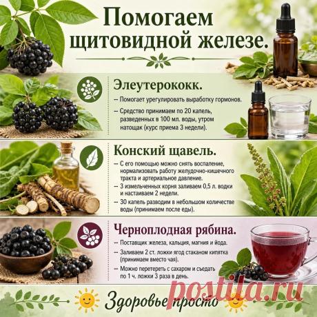Помогаем щитовидной железе