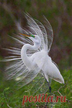 Одноклассники