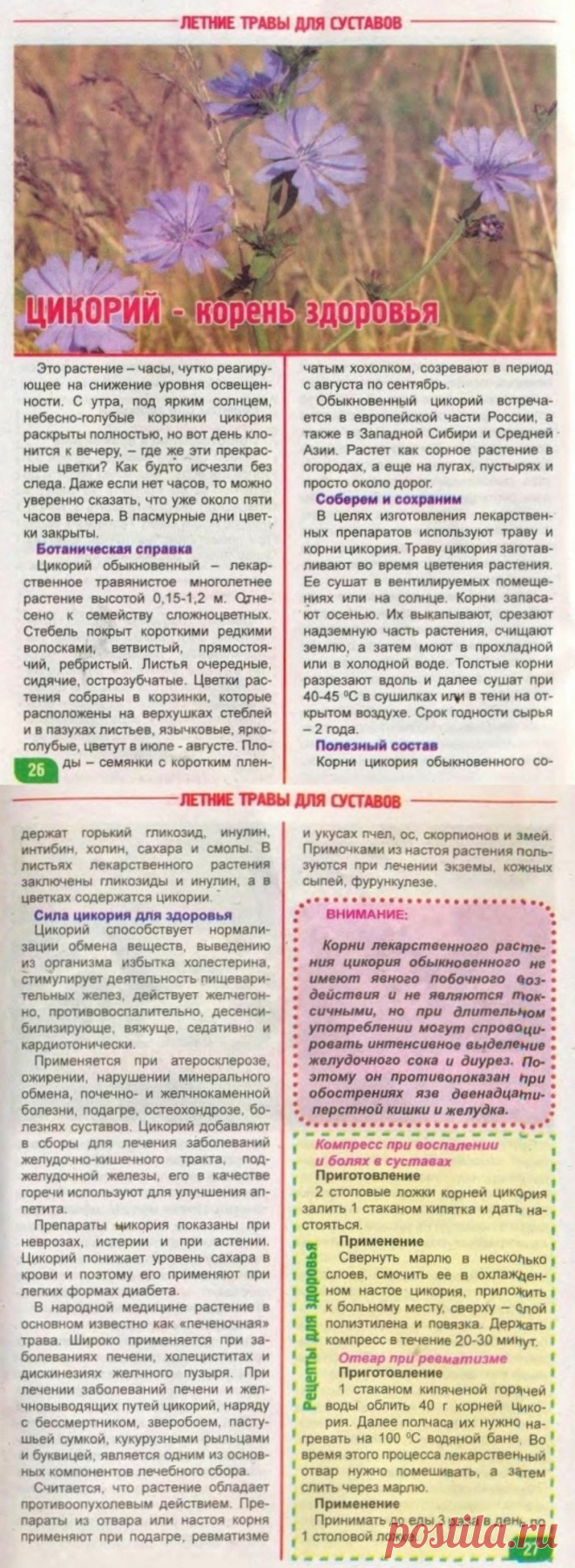 Цикорий корень здоровья