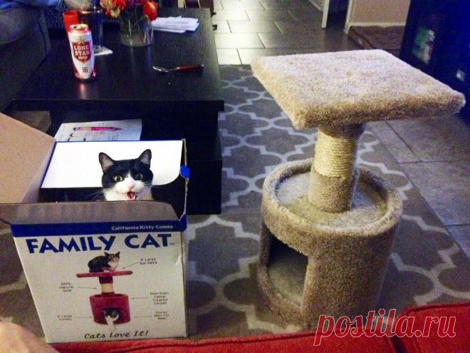 Коты лучше хозяев знают, как использовать их дорогие подарки (22 фото) | Чёрт побери Коты известны тем, что любят игнорировать дорогие подарки хозяев и использовать их по-своему, потому что у них свои представления об удобстве. Самые яркие примеры кошачьей аскезы — в подборке. 1. 2. Многие хозяева котиков пытаются порадовать своих питомцев игрушками, навороченными когтеточками и мягкими корзинками, в которых, как предполагается, котик будет спать. Но часто питомцы со скепс...