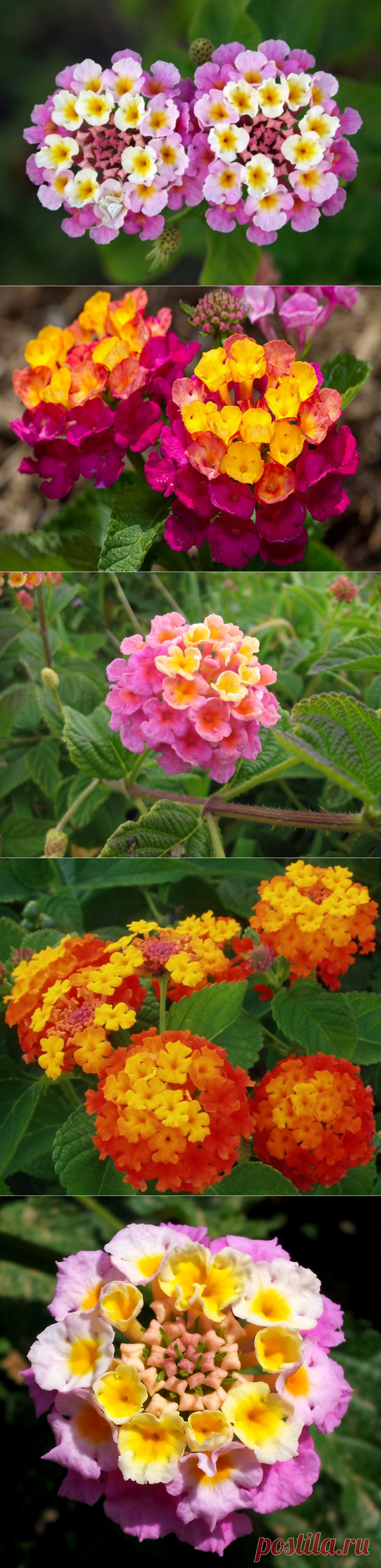 Лантана: пестрый и яркий цветок-фейерверк