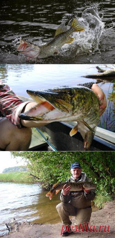 Щука из-под куста. Снасти